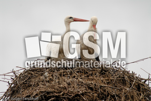 Weißstorch (18 von 20).jpg